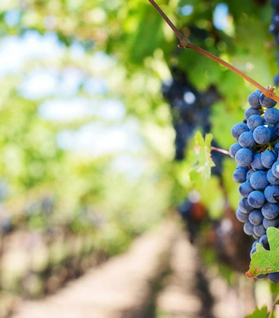 Le Vignoble